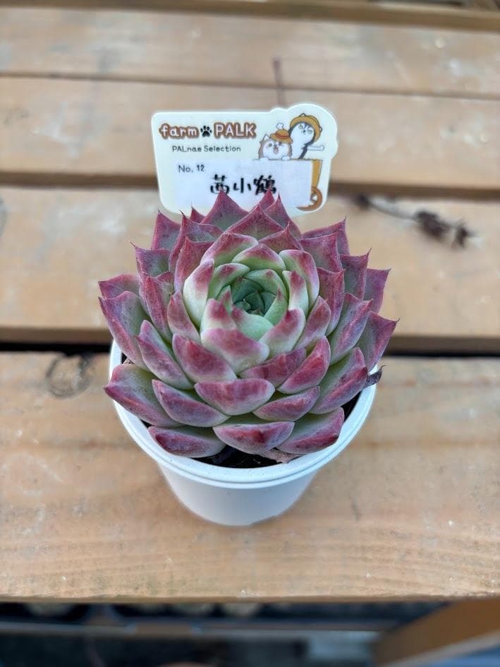 ファームパルク苗　チリピンキー　茜小鶴　札付きポットごと　メルカリ便