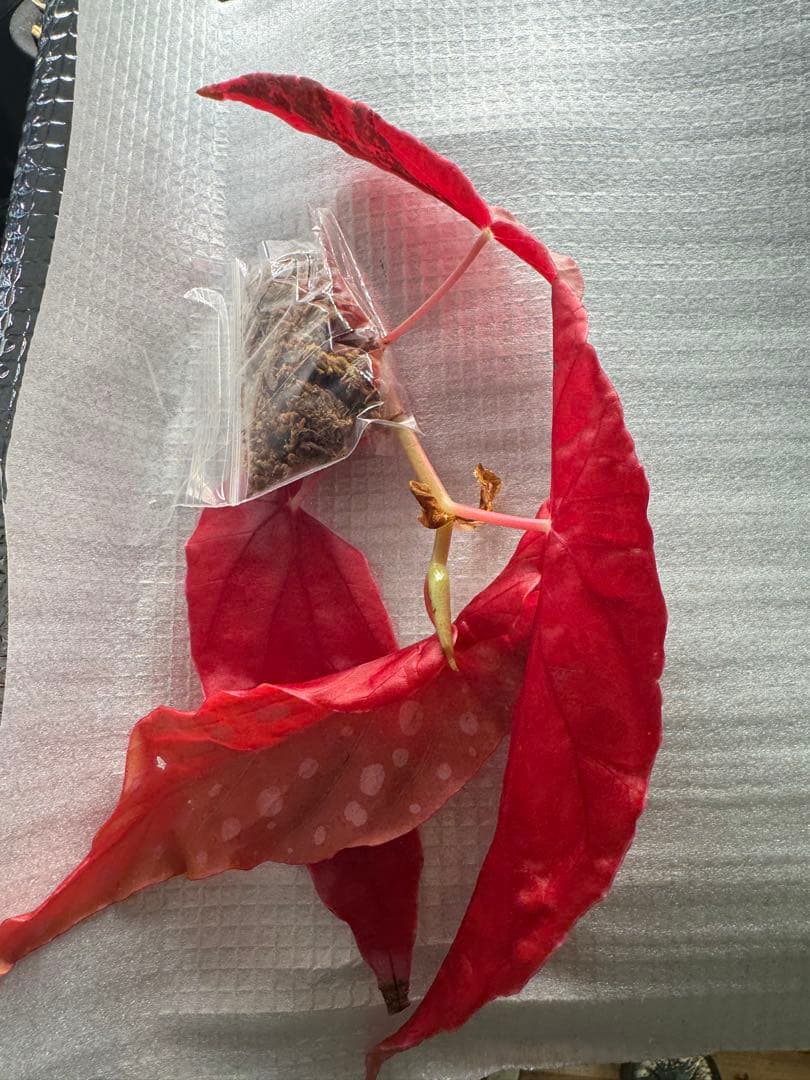 ベゴニア マクラータ 斑入り　発根管理