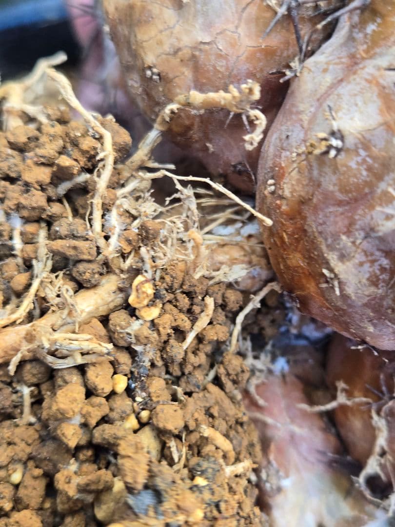 Copiapoa cinerea コピアポア 黒王丸　接木