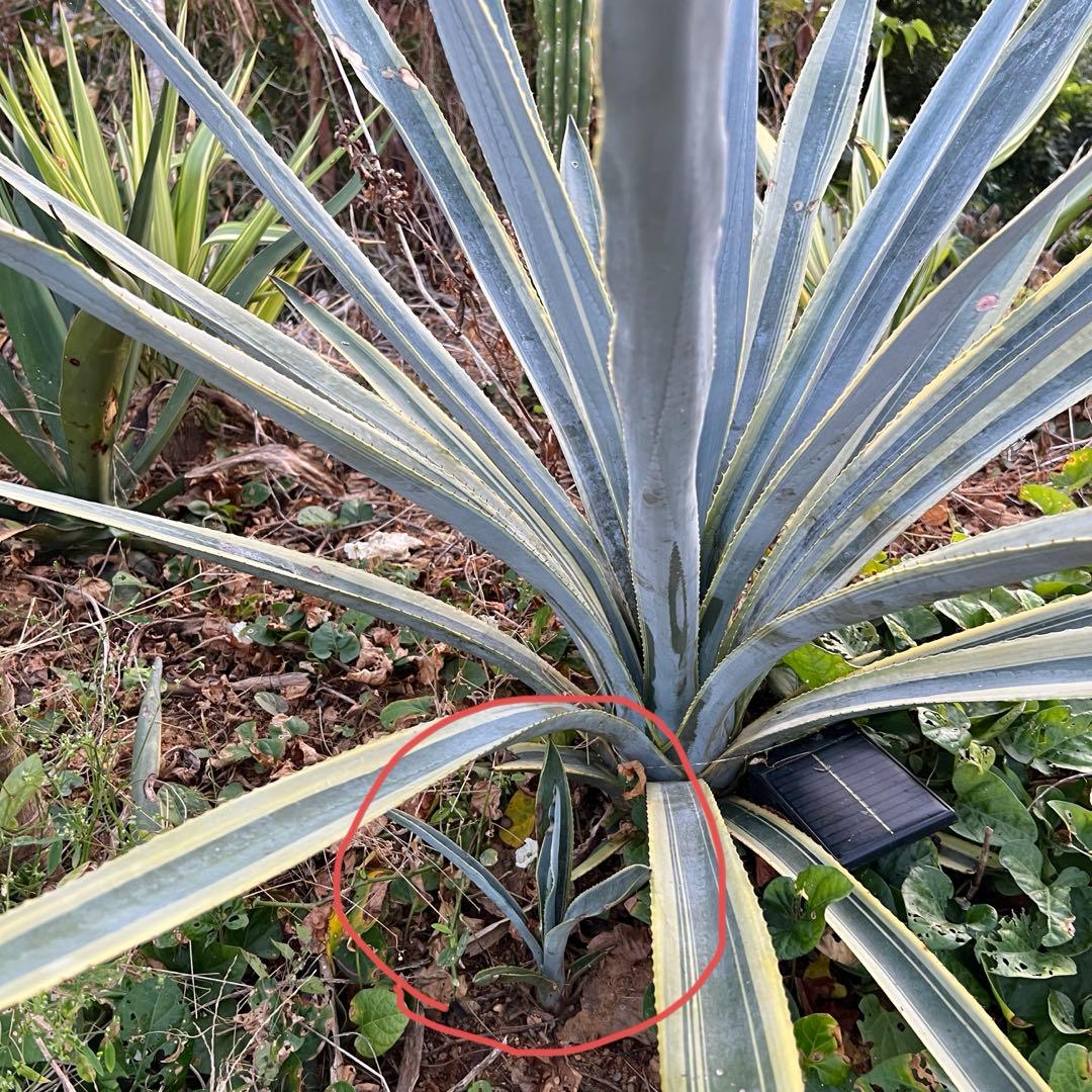 テキラーナサンライズ テキーラ斑入り 抜き苗