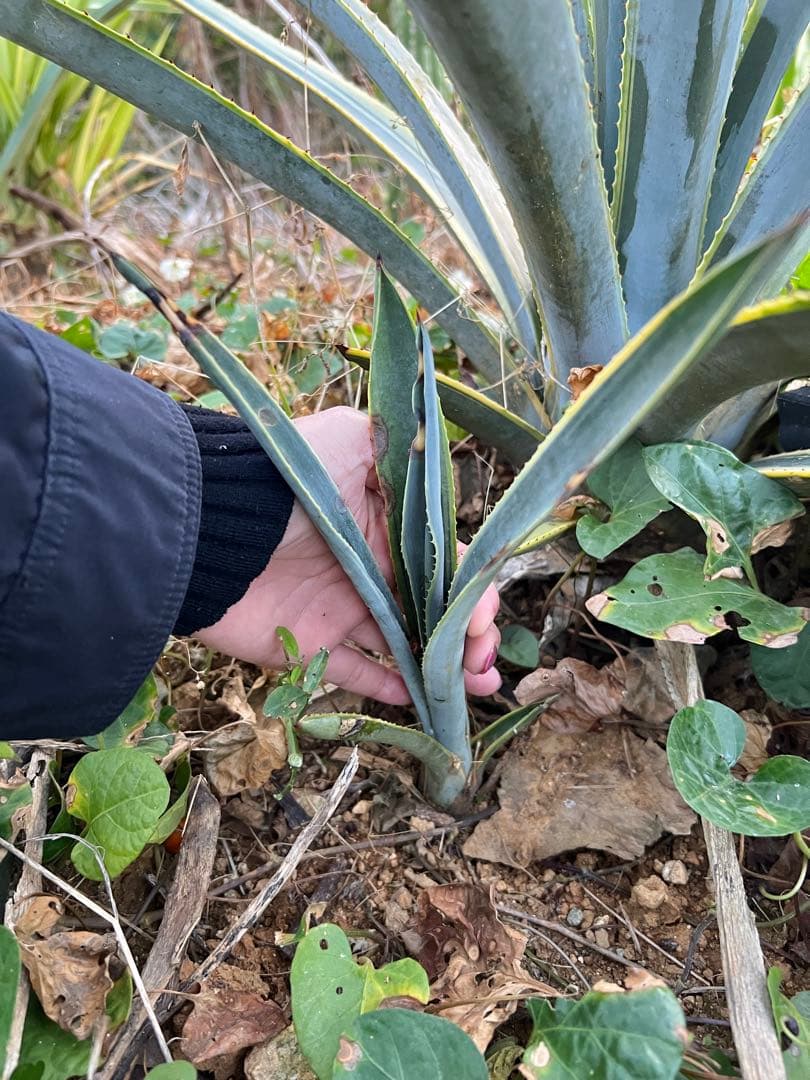 テキラーナサンライズ テキーラ斑入り 抜き苗