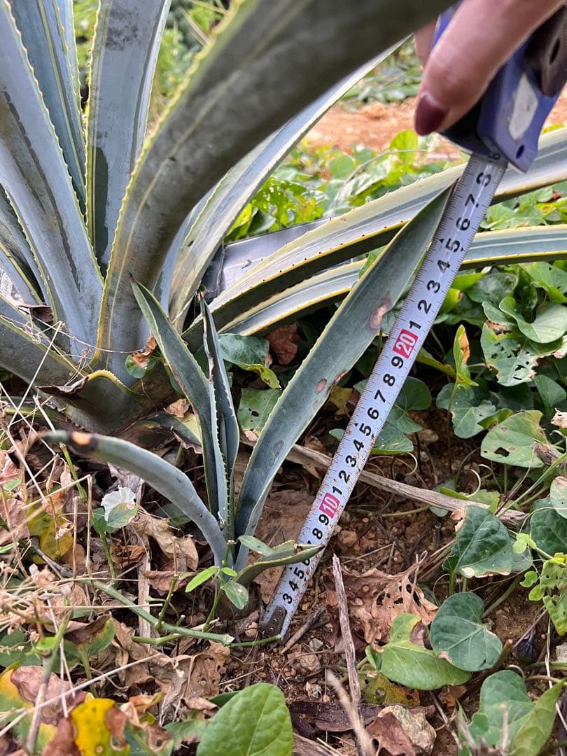 テキラーナサンライズ テキーラ斑入り 抜き苗