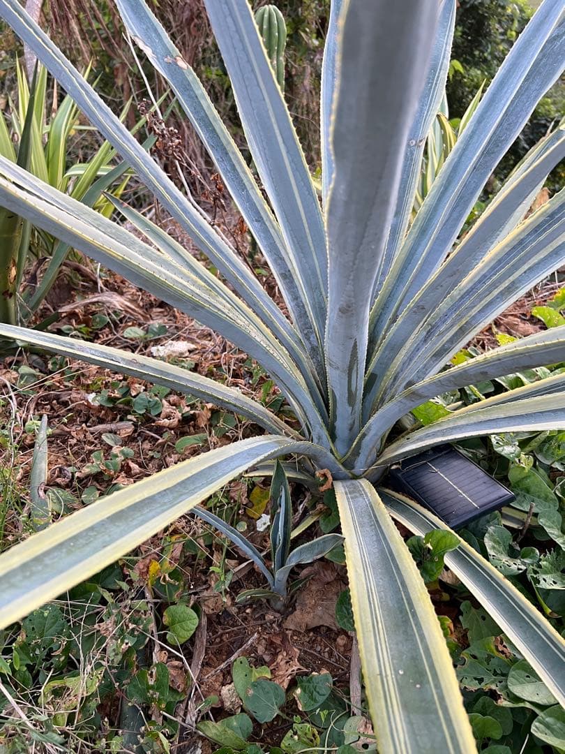 テキラーナサンライズ テキーラ斑入り 抜き苗