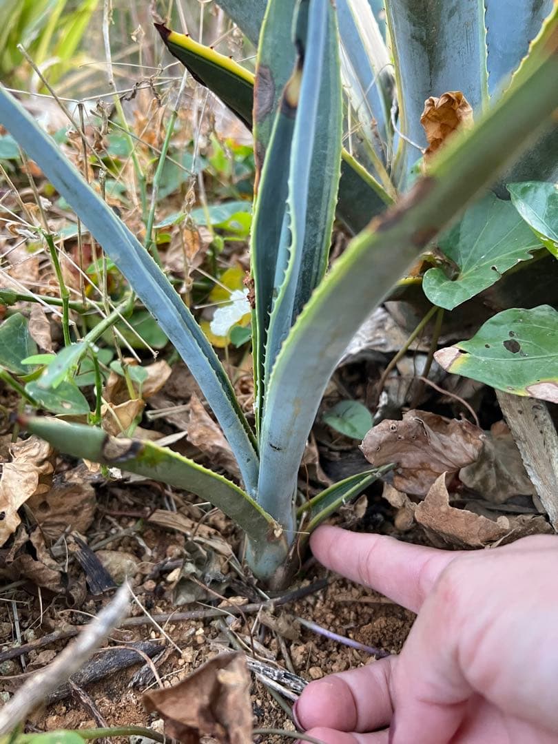 テキラーナサンライズ テキーラ斑入り 抜き苗