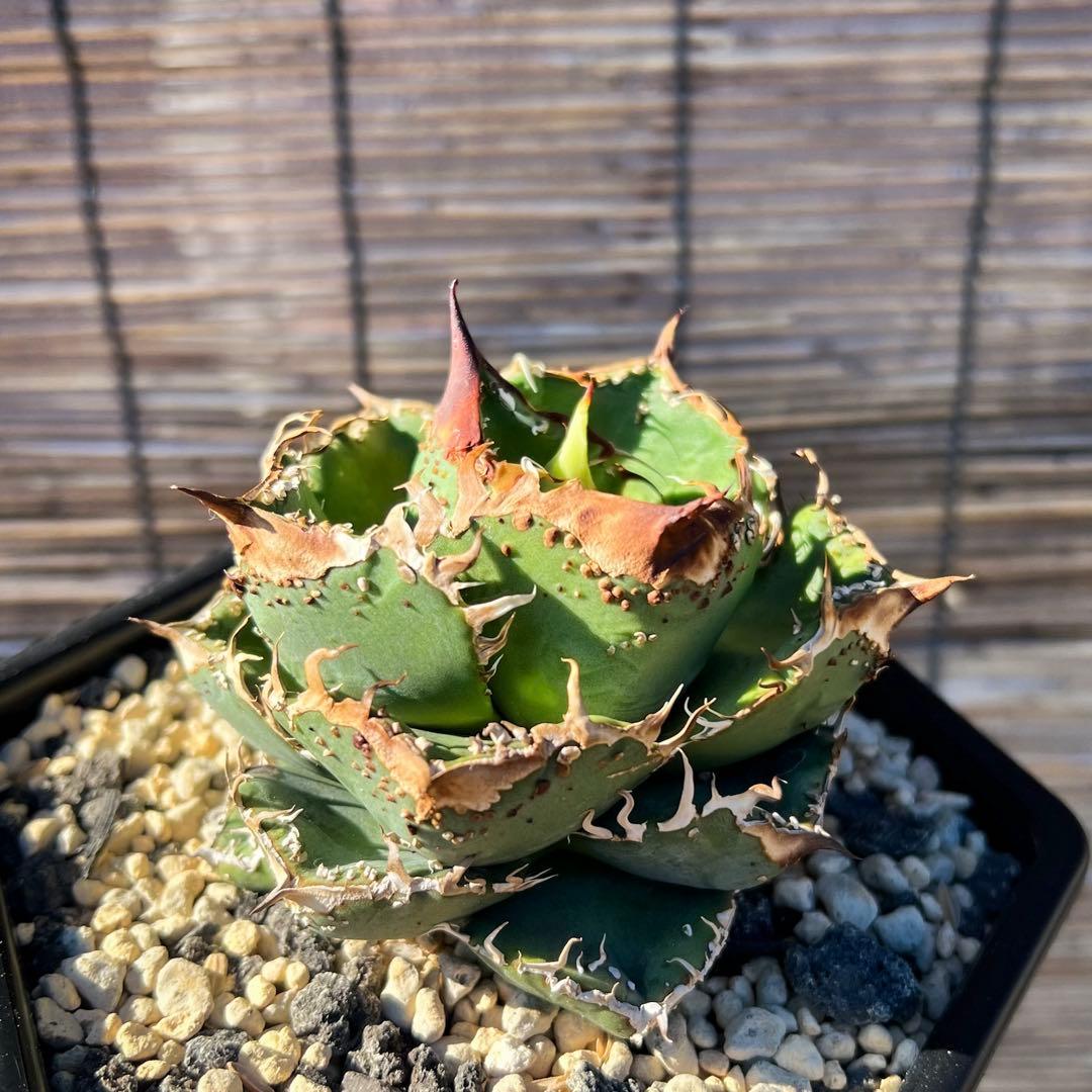 t*t様 ブツブツ　アガベ　オテロイ　訳あり