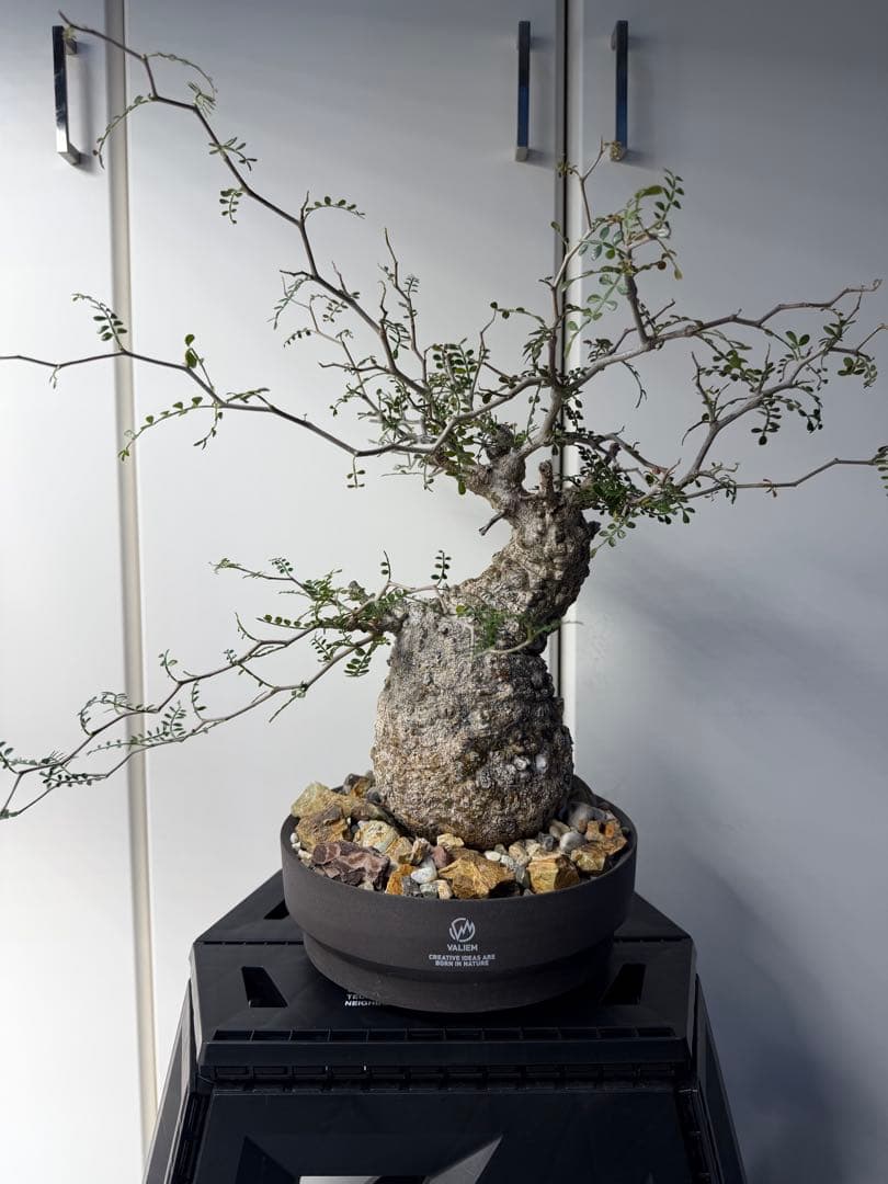 すーさん　専用