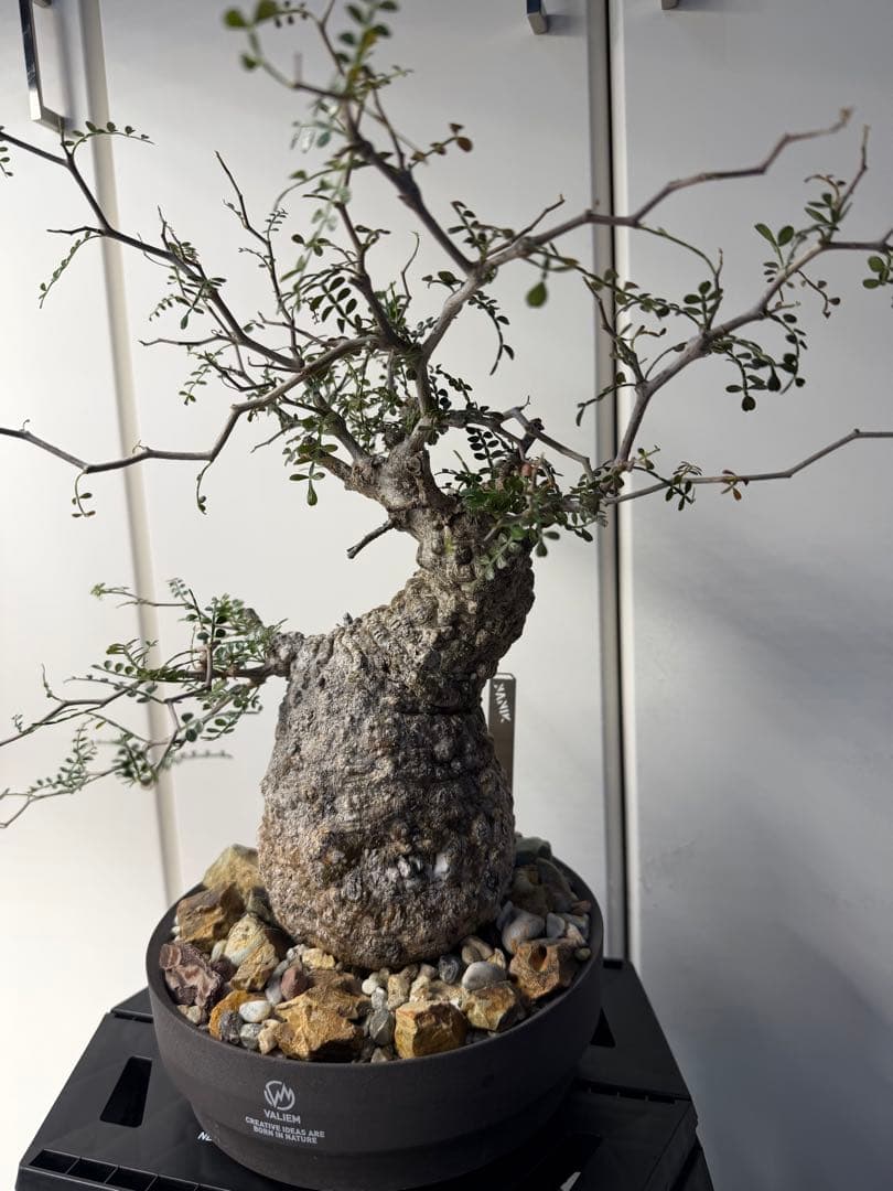 すーさん　専用