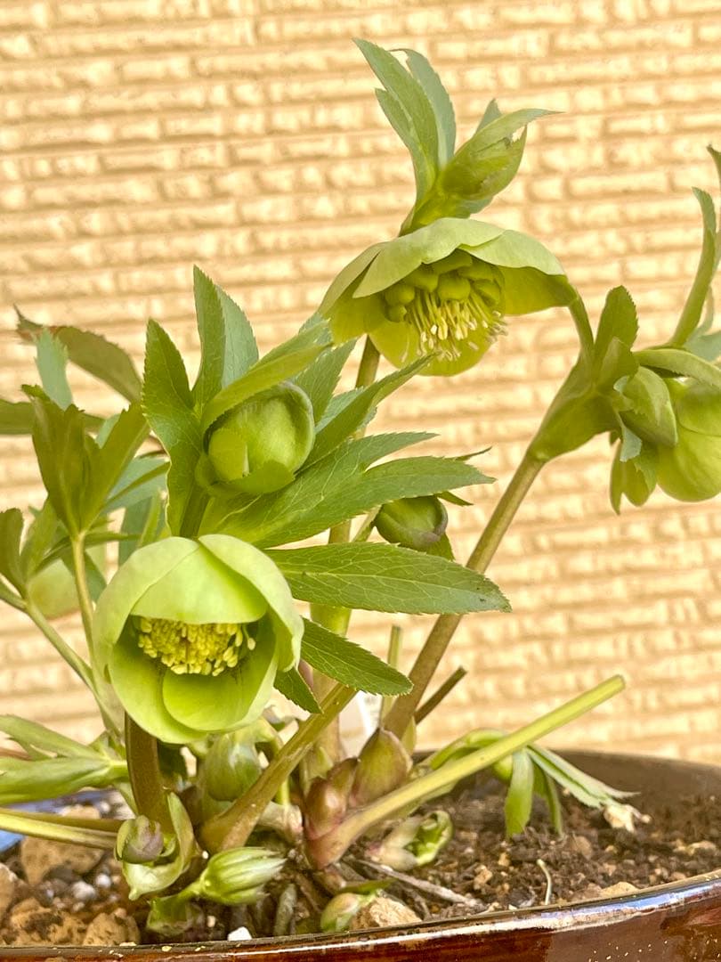 クリスマスローズ苗　未株分　グリーンGhybフラッシュ✖️ 丸弁グリーン白ピコティ