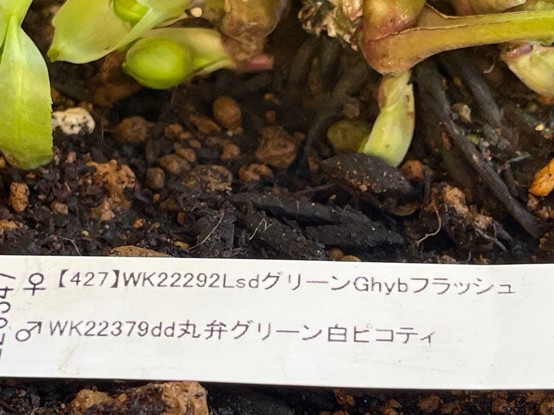 クリスマスローズ苗　未株分　グリーンGhybフラッシュ✖️ 丸弁グリーン白ピコティ