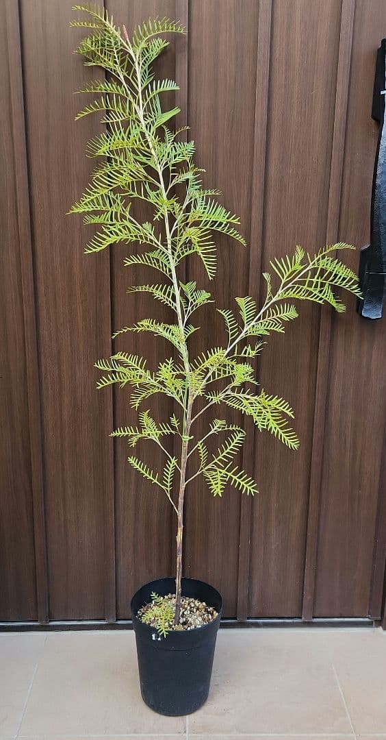 グレビレア　レッドフックス　鉢植え　オージープランツ