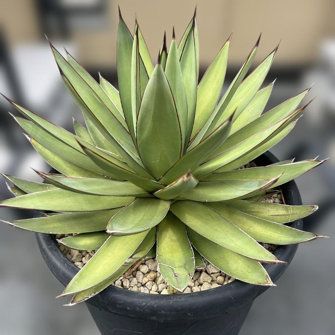 アガベ　ロマニー　大株