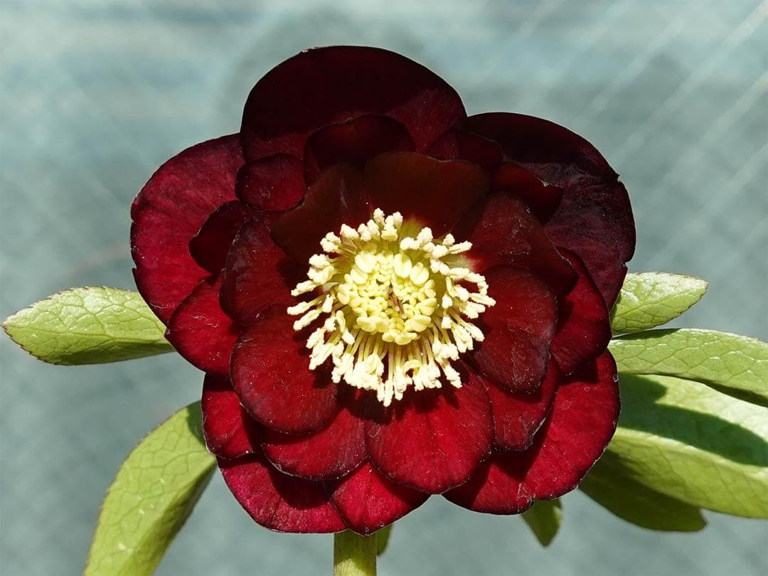 クリスマスローズ ddキラメキ☆チョコレート