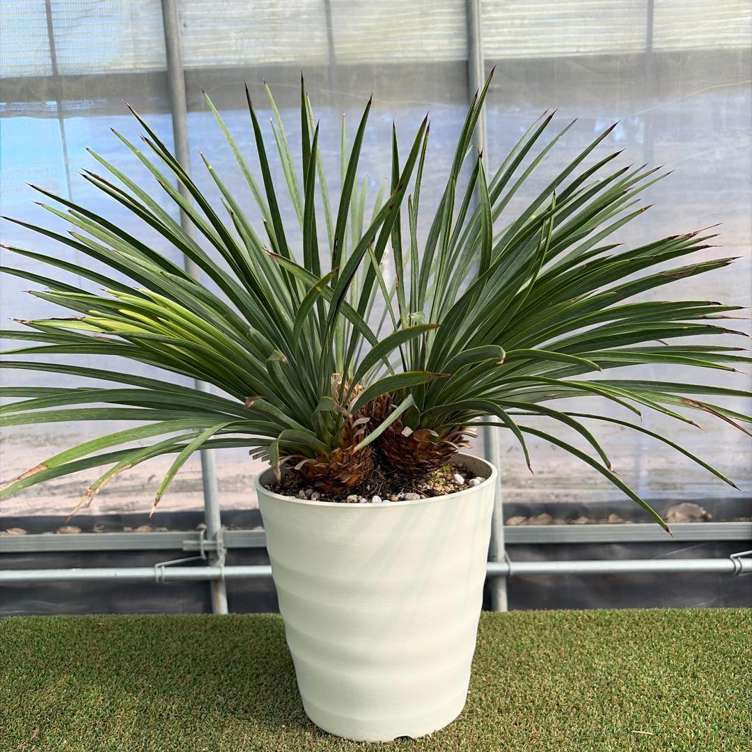 Ｈ*Ｌ様 【4ヘッド】ユッカウィップレイ(7号鉢)ドライガーデン ロストラータ好