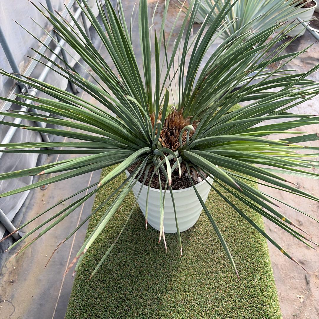 Ｈ*Ｌ様 【4ヘッド】ユッカウィップレイ(7号鉢)ドライガーデン ロストラータ好