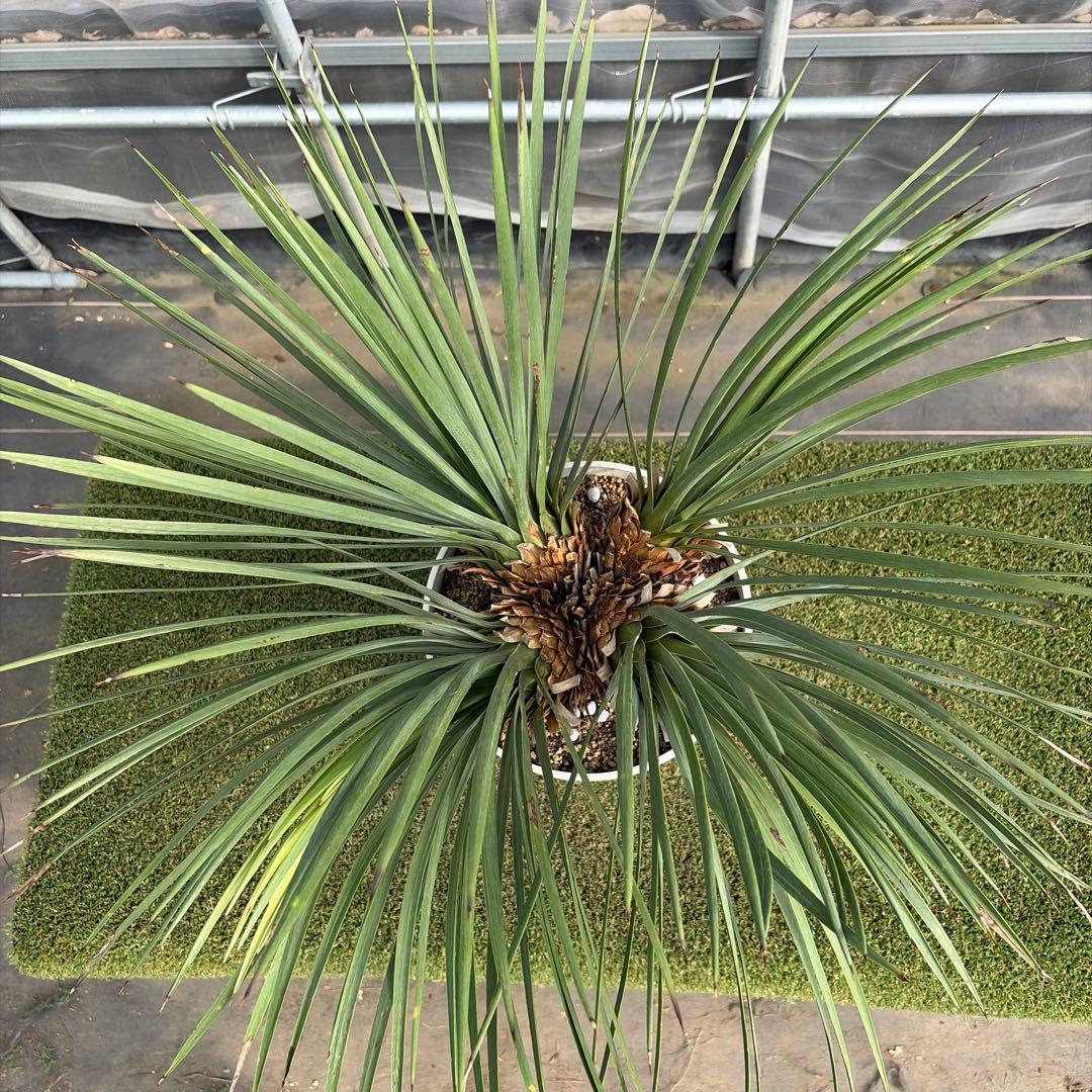 Ｈ*Ｌ様 【4ヘッド】ユッカウィップレイ(7号鉢)ドライガーデン ロストラータ好