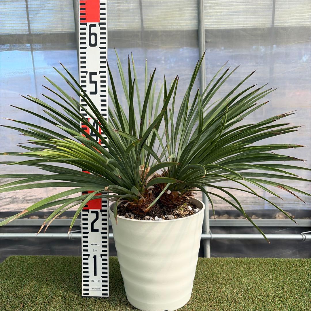 Ｈ*Ｌ様 【4ヘッド】ユッカウィップレイ(7号鉢)ドライガーデン ロストラータ好