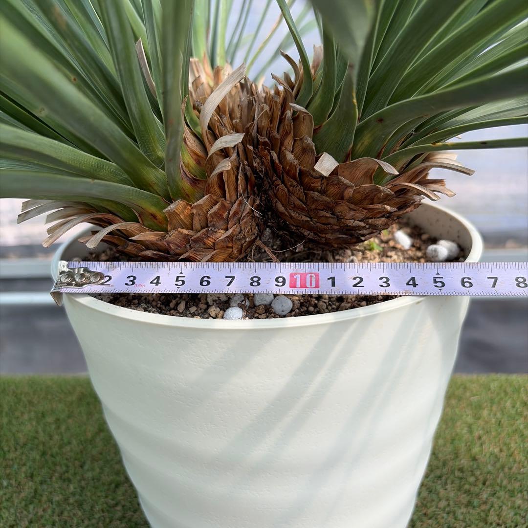 Ｈ*Ｌ様 【4ヘッド】ユッカウィップレイ(7号鉢)ドライガーデン ロストラータ好