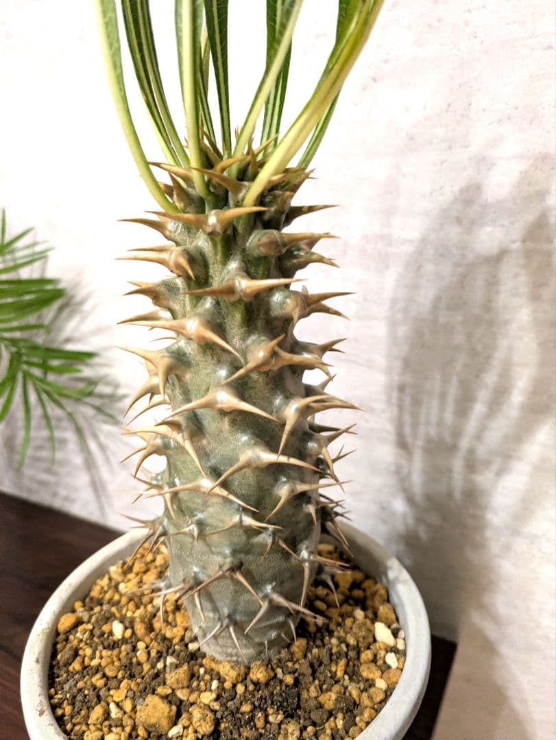 パキポディウム アンボンゲンセ　実生　コーデックス　塊根植物　サボテン　アガベ