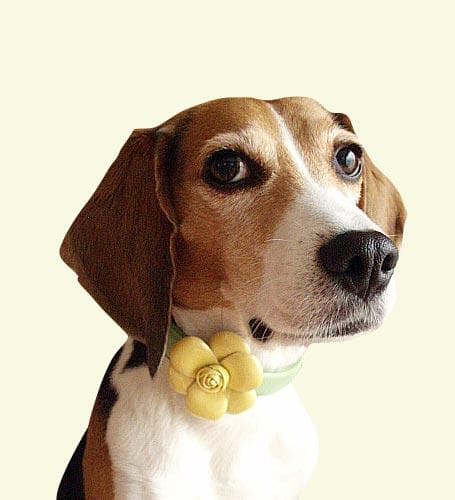 中型犬 フラワー付き高級本革カラーとリードセット　首32ｃｍ～40ｃｍ