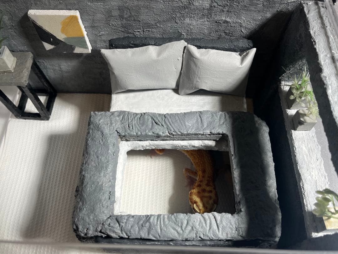 レプタイルボックス付き　レイアウトセット