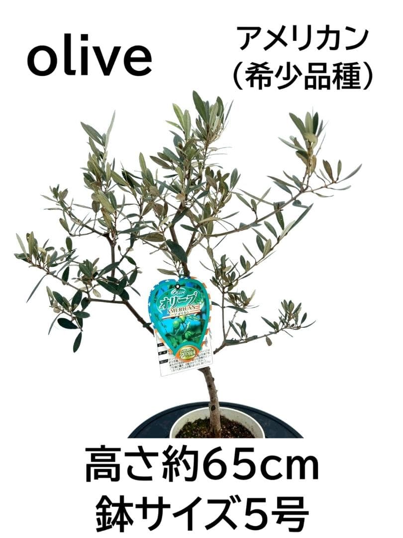 オリーブの木　アメリカン　5号　約65cm　NO.841　希少品種　現品掲載