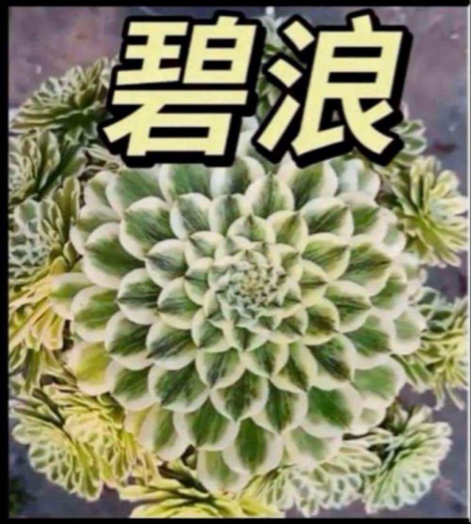 多肉植物❤️アエオニウム錦❤️ 青い波 ❤️碧浪❤️ 1大頭12-15cm拨き苗