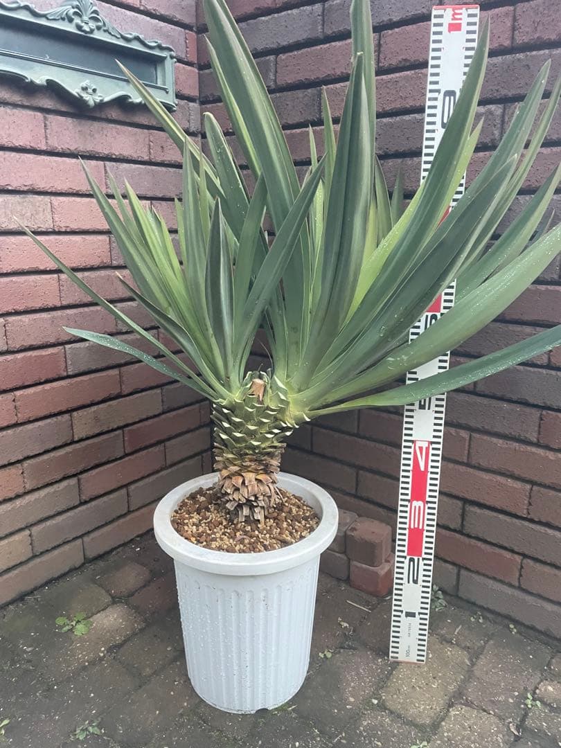 ユッカ　グロリオサ　あ