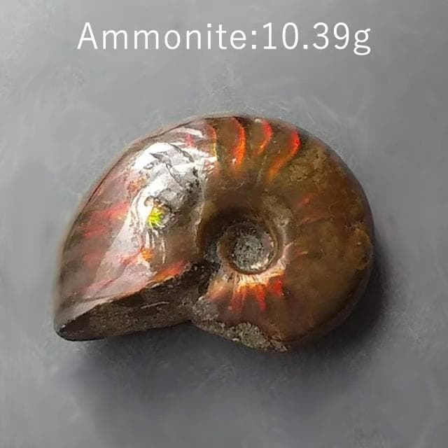 10.39g　アンモナイト　貝化石　マダガスカル産