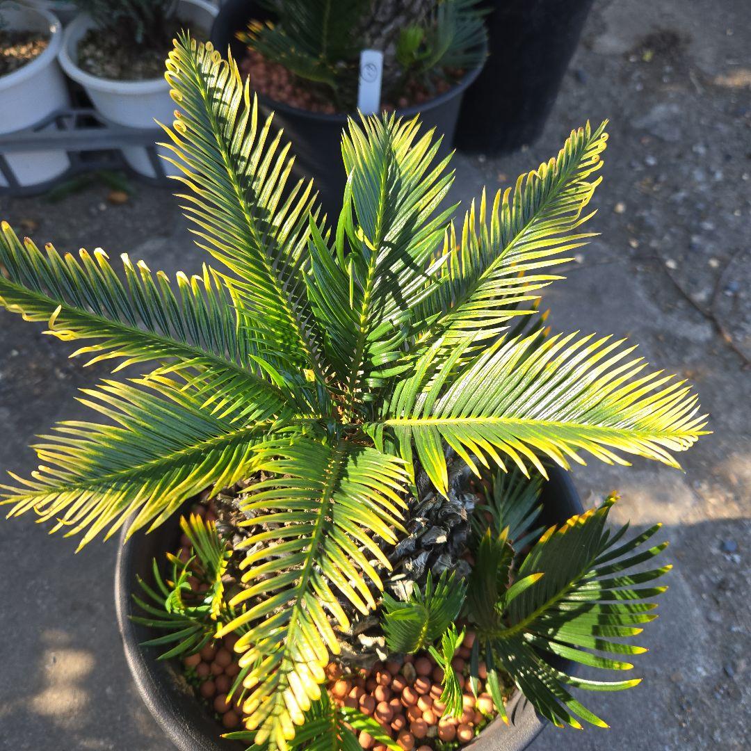 ⑳　金環ソテツ　8号　変わり葉　最高等級極上希少　不定芽沢山　期間限定セール‼️