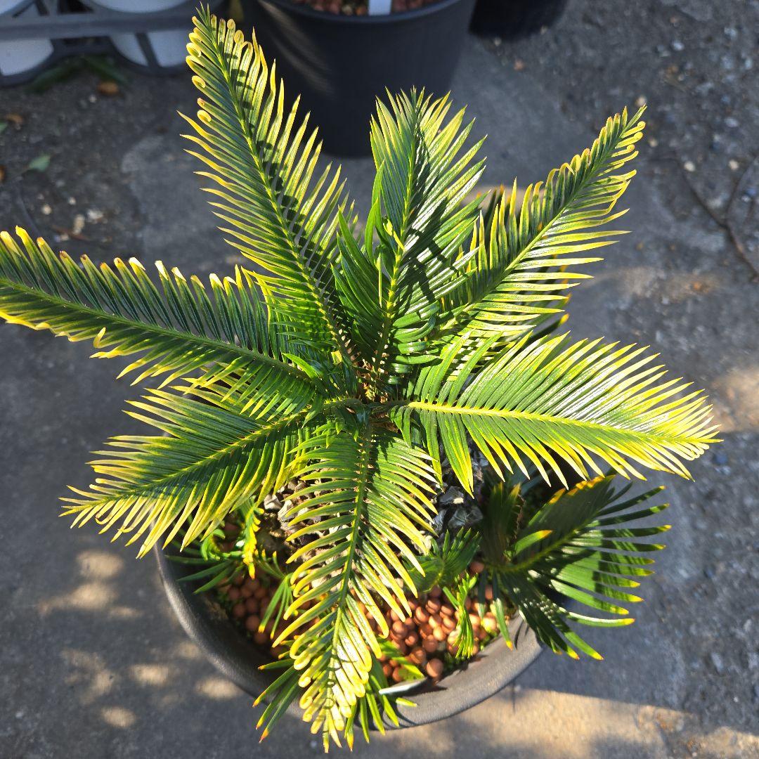 ⑳　金環ソテツ　8号　変わり葉　最高等級極上希少　不定芽沢山　期間限定セール‼️