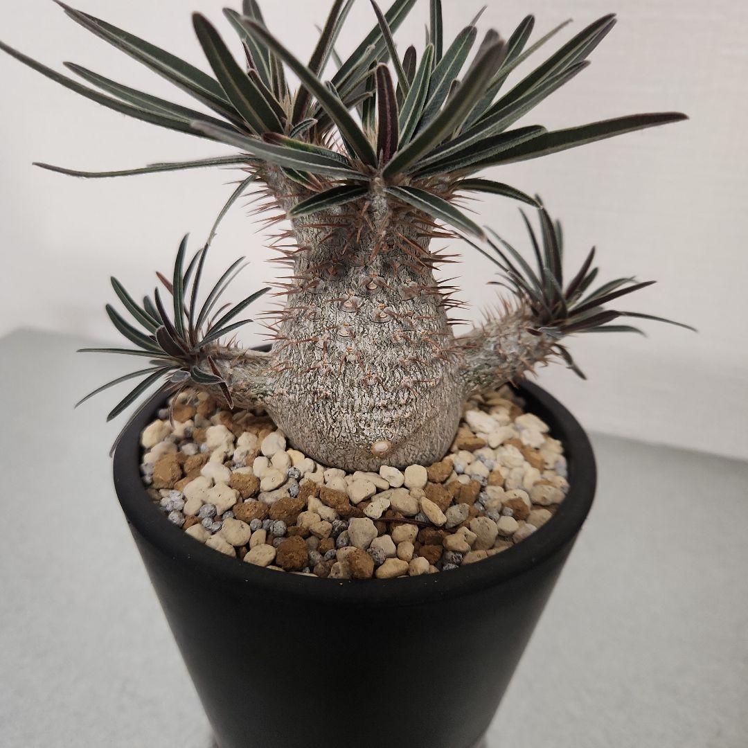 パキポディウムグラキリス 黒鉢付き