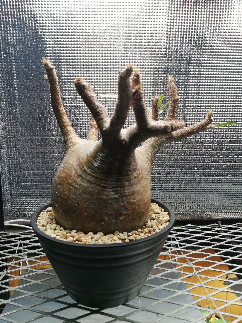 特大美株‼️ グラキリス