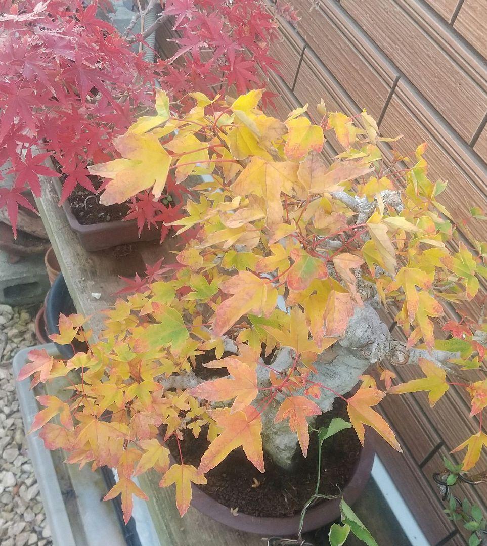 ※盆栽カエデ/中品盆栽/足元の根張と太く曲がった極太幹の盆栽(落葉しました)