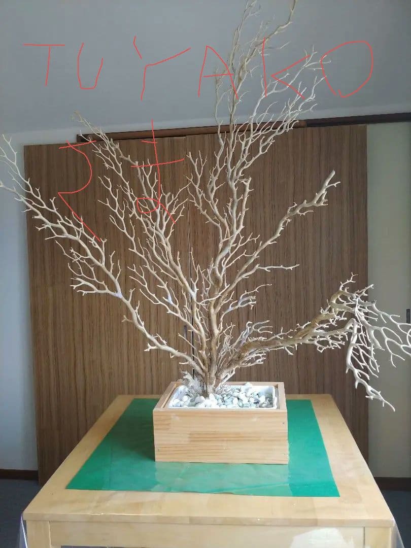 希少珊瑚 ☆深海松 海松