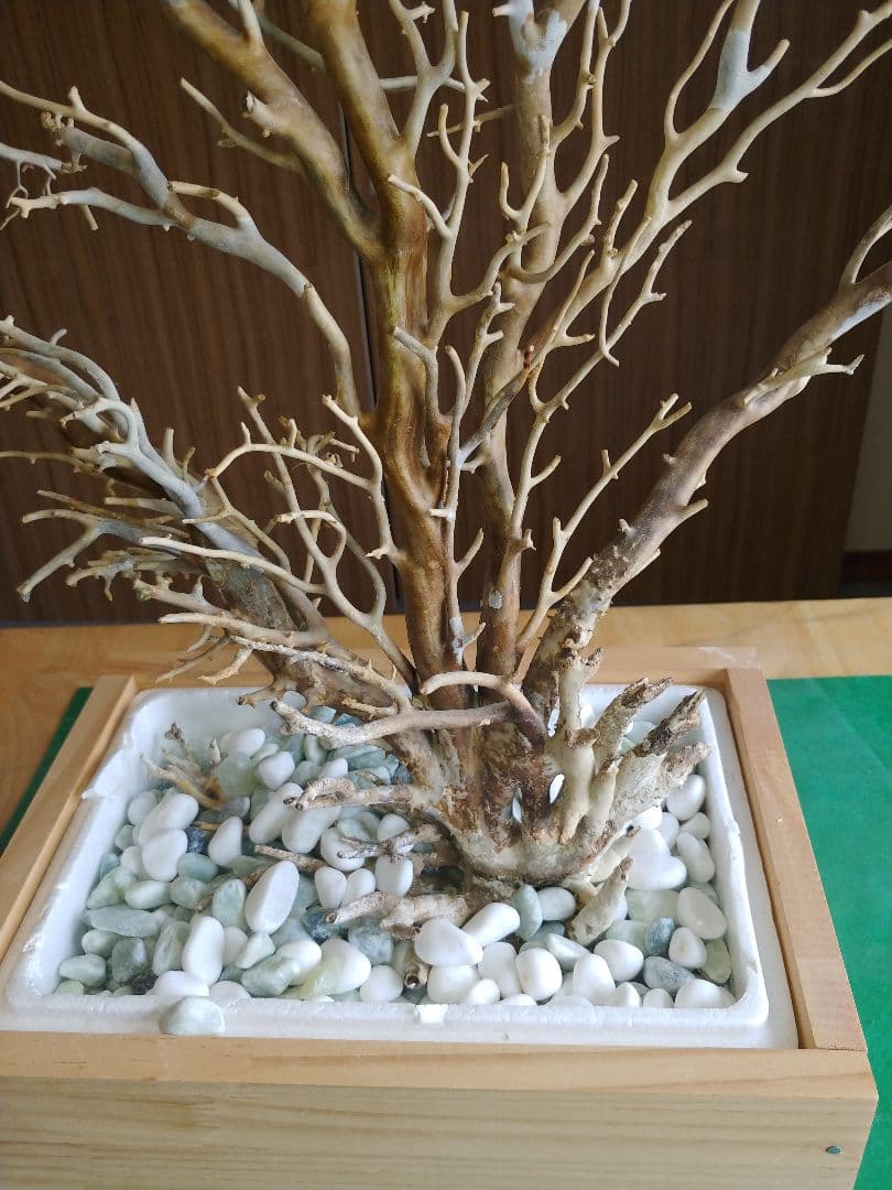 希少珊瑚 ☆深海松 海松