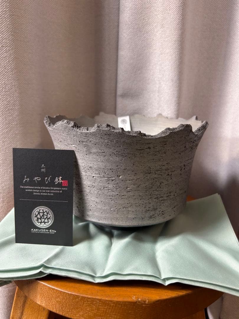 鶴仙園 三州みやび鉢 パキプスグラキリスInvisible ink SRL 大