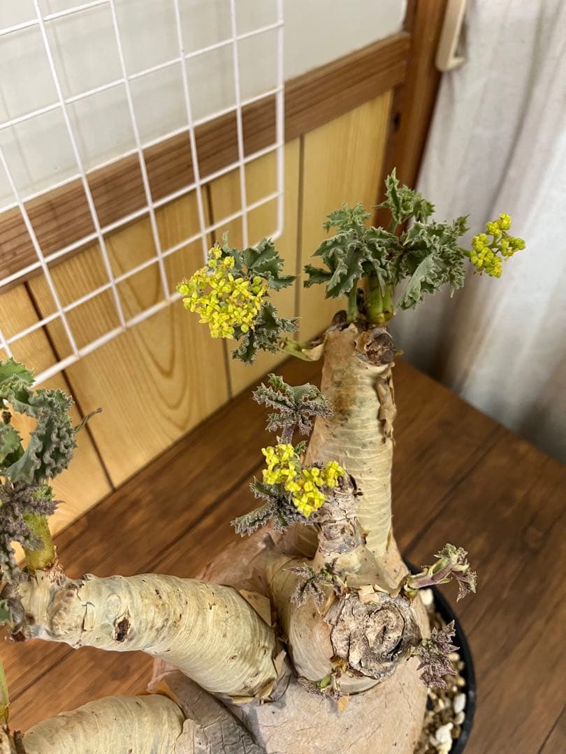 キフォステンマ　マクロプス　発根済み