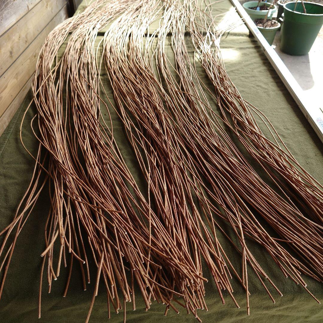 アケビの蔓(根蔓ランナー)