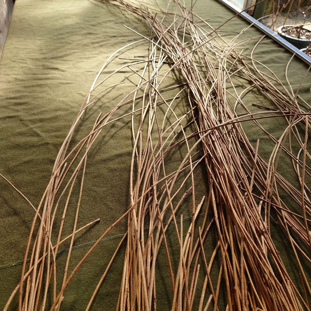 アケビの蔓(根蔓ランナー)