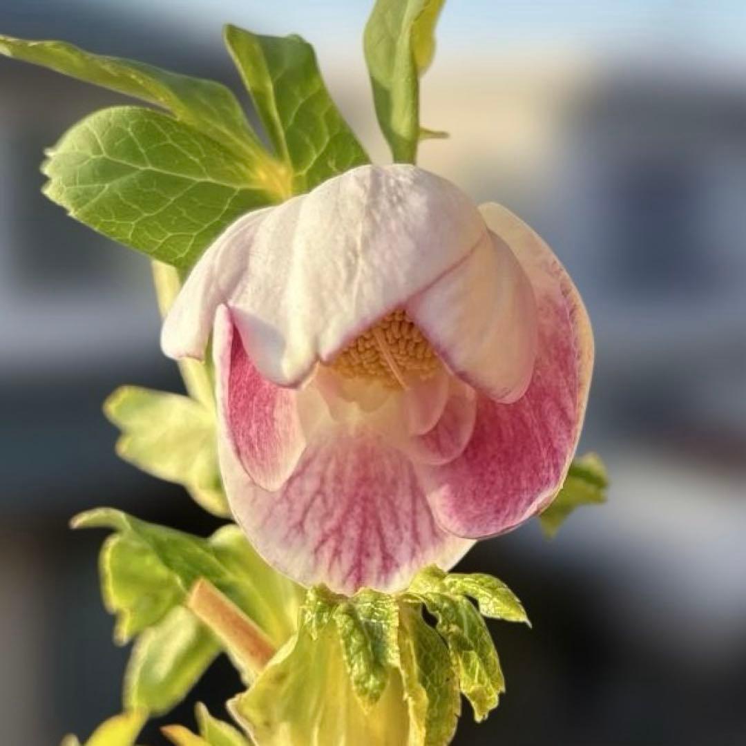 広瀬園芸　クリスマスローズ　開花株　リバーシブルピンクゴールド　匿名発送　現品