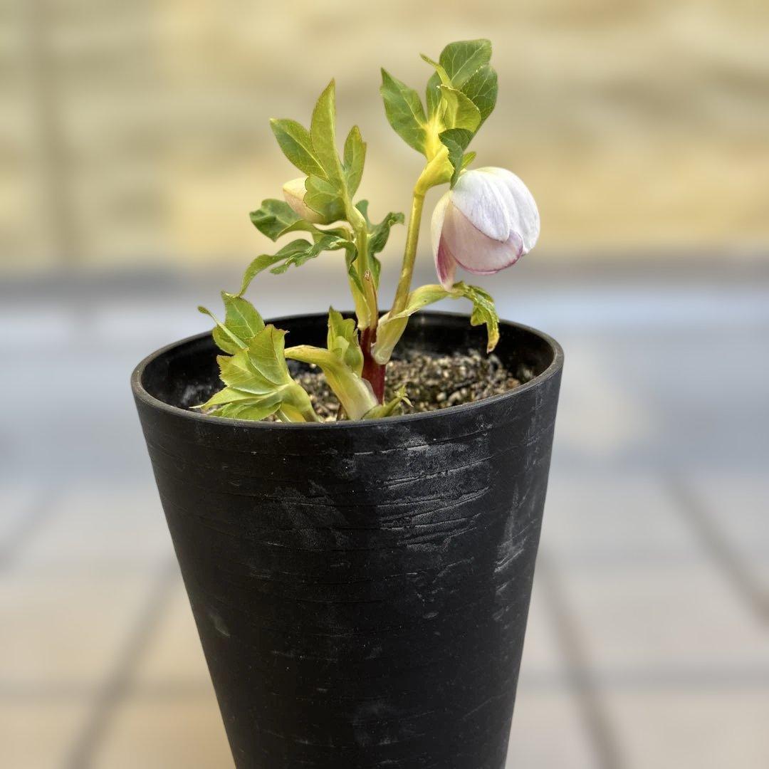 広瀬園芸　クリスマスローズ　開花株　リバーシブルピンクゴールド　匿名発送　現品