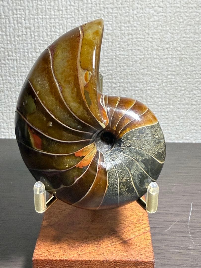 極美品マダガスカル産　オウムガイ化石　本物希少 貴重品　置物　限定1個　送料無料