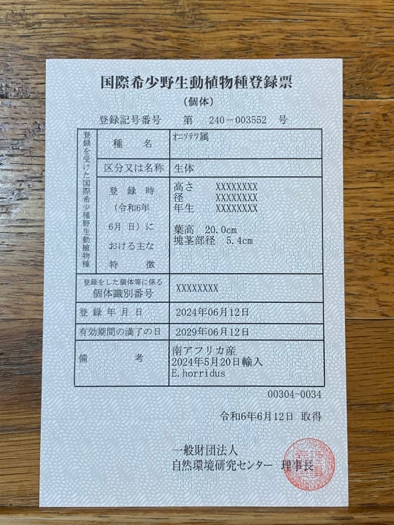 【シャープ葉】エンセファラルトス・ホリダス｜横張り良・見応えありNo3-34