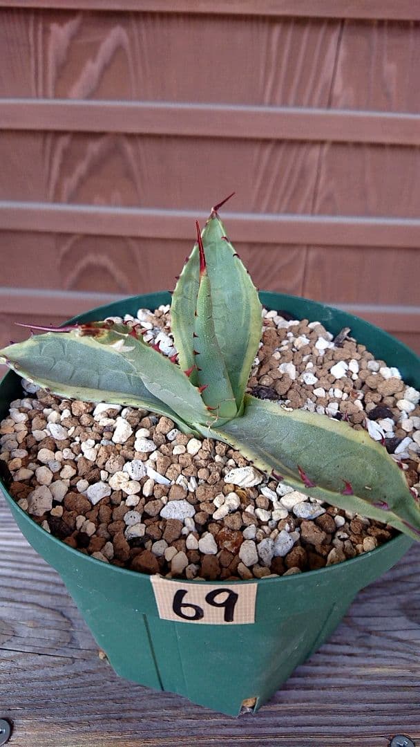 フラワー・ガーデニング Agave parryi  parryi 'Lucky Stripe' 69