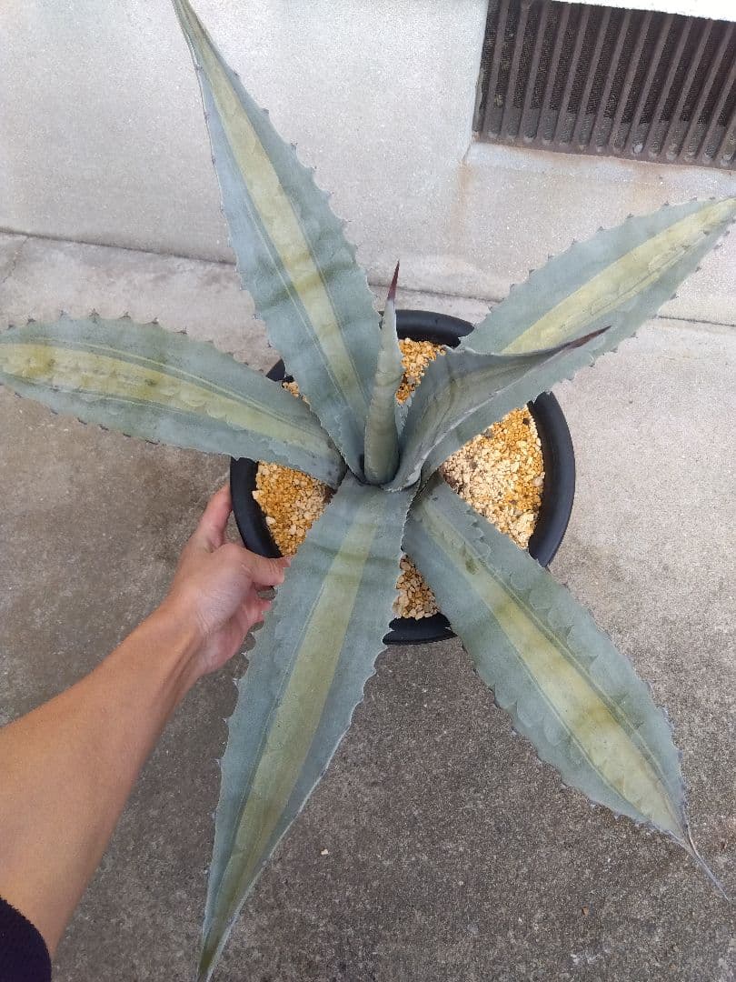 アガベ　エクスパンサ　中斑入り　大株70センチ❗　①