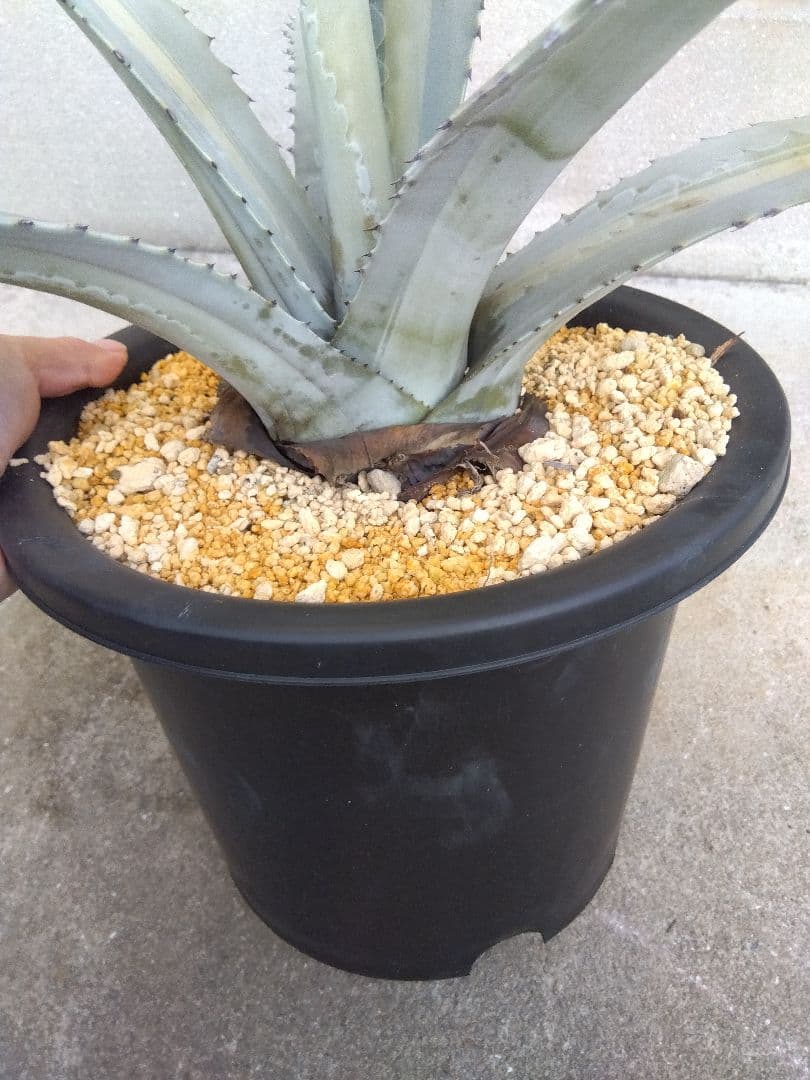 アガベ　エクスパンサ　中斑入り　大株70センチ❗　①