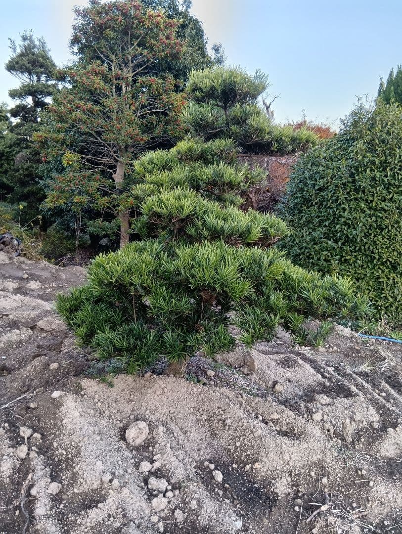 ラカンマキ（カッチョイイサイズ）インテリア用庭木