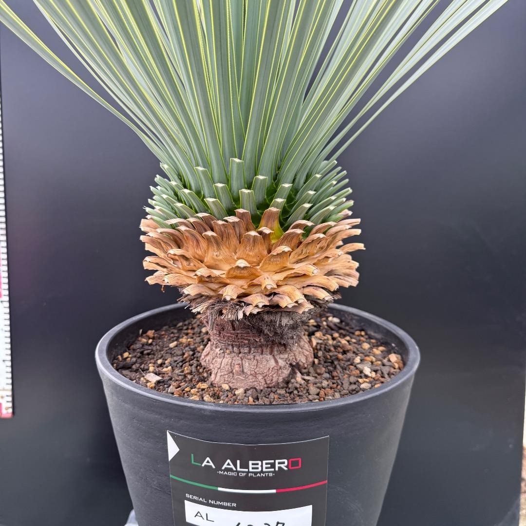 【AL1037】ユッカ　ロストラータ