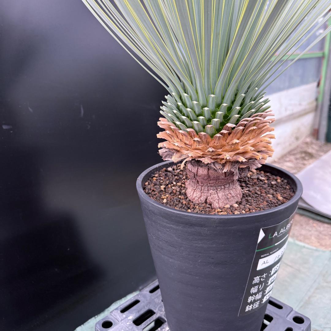 【AL1037】ユッカ　ロストラータ