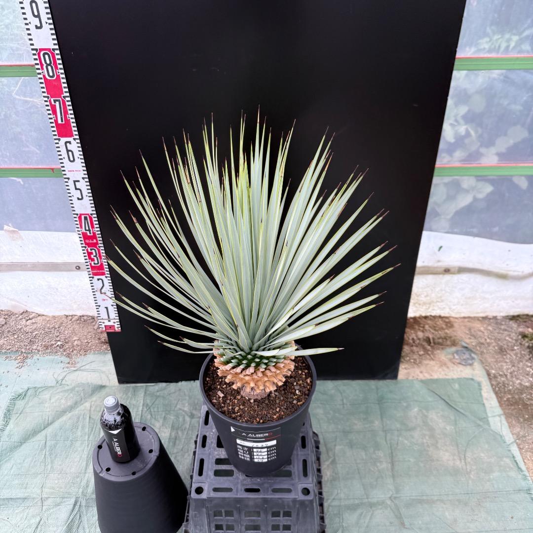 【AL1037】ユッカ　ロストラータ